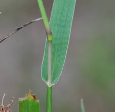Image result for Digitaria complanata