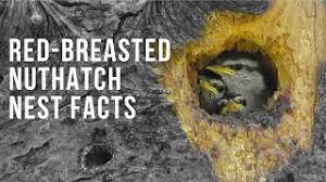 Check spelling or type a new query. Red Breasted Nuthatch Nest Facts Youtube