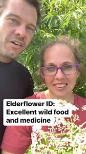 Elderberry ID. Elderflower is really blooming here now! If you're wanting  to practice IDing here's a quick video. Who is harvesting elderflower this  week and what are you doing with it? We