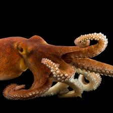 Common Octopus National Geographic