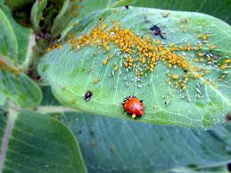 They are also known as plant lice. Monarch Watch Milkweed Leaf Damage