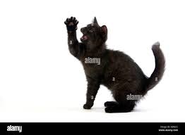 British Shorthair Negro Gato Domestico 2 Meses Gatito Fotografia De Stock Alamy