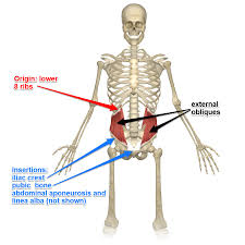 The whole bone structure of the body is called the skeleton. The Internal And External Oblique Muscles Its Attachments And Actions