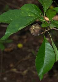 Image result for Excoecaria bussei