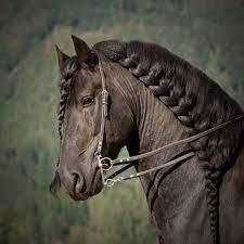 pin by bebe gul on الخيل معقود في نواصيها الخير horse braiding horse mane horses