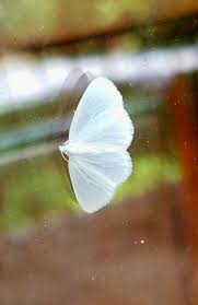 Directed by necip caghan ozdemir. Beautiful Pure White Moth On My Front Door Album On Imgur
