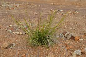 Image result for Costularia