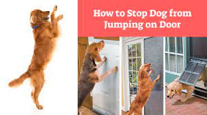How To Stop Dog From Jumping On Door Top Dog Training Tips