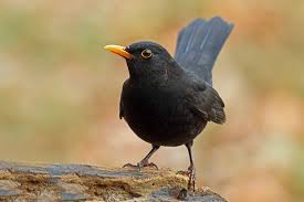 Je kleiner das einstiegsloch ist, desto mehr vögel werden. Keine Vogel Im Garten Lbv Gemeinsam Bayerns Natur Schutzen