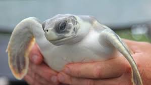 The above is the list of 2020 public holidays declared in international which includes federal, regional government holidays and popular observances. Turtle Rehabilitation Centre Shows Caring For Sick Sea Creatures Is No Easy Feat Abc News