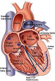 Heartanatomy Cardiology Heart Valves Anatomy Medical Anatomy