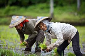 Farmers trust & savings bank is pleased to announce recent changes in the board of directors. Asian Development Bank On Twitter Blog Riceresearch To Help Asian Rice Farmers Adopt Aerobicrice Awd Water Saving Schemes Http T Co Ytujpve9bl Http T Co Sgnqqy61ix
