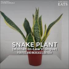 This 'quick fix' for bathroom makeovers is already set to to be one of the biggest style trends of 2020. The 20 Best Bathroom Plants That Thrive In High Humidity Areas