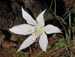 Image result for Crinum walteri