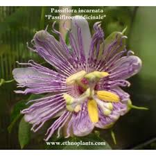 Epingle Sur Graines Et Plantes