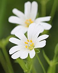 Image result for Cerastium indicum
