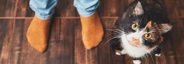 Check out our cat paw socks selection for the very best in unique or custom, handmade pieces from our women's clothing shops. Why Does My Cat Attack My Feet