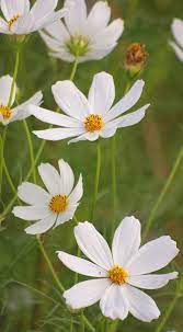 Pin On Flowers