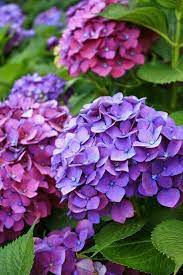 Pin By Bernice Dekoster On Flores 7 Beautiful Flowers Pretty Flowers Hydrangea Flower