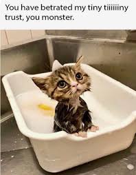 27 Amusing Animal Memes That Are Too Cute For This World Cute Animals Baby Animals Cute Baby Animals