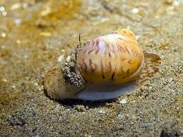 Image result for Uapaca nitida