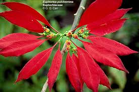 Image result for Euphorbiaceae