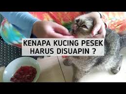 Daging Mentah Untuk Kucing Persia Makan Raw Food Kucing Youtube