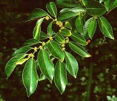 Image result for Cavacoa aurea