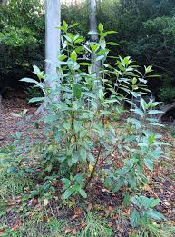 Image result for Viscum cylindricum