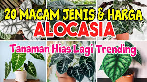 Manfaat yang begitu beragam seperti ada banyak jenis tanaman hias dan harganya. Jenis Jenis Tanaman Hias Alocasia Yang Lagi Trending Youtube