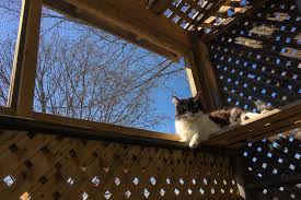 Outdoor cat runs, cat enclosures & cat cages. Catio Hacks Every Cat Owner Should Know
