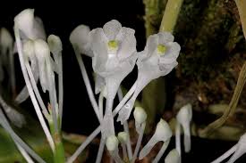 Image result for Podangis dactyloceras