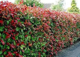 Renvanyii laurel is a wonderful hedging plant. Hedging Part One Caragh Nurseries
