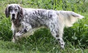 English setter puppies for sale! Wyss Fireside English Setters English Setter Dogs Puppies Dogs