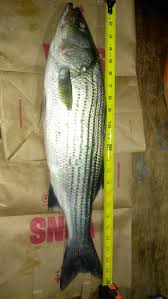 Check spelling or type a new query. Awesome Surprise Catch San Diego Fishing Forums