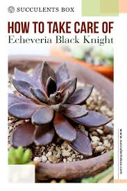 Pin On Succulent Care Guide