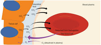 3 1 Gas Transport Introductory Animal Physiology