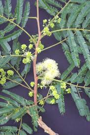 Image result for Albizia niopoides