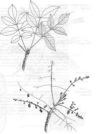 Image result for Lannea welwitschii