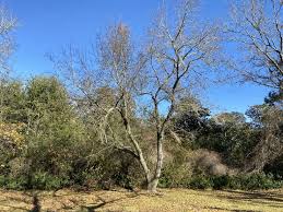 Image result for Prunus serotina