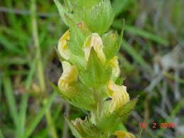Image result for Alectra sessiliflora