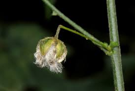 Image result for Hibiscus migeodii