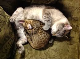 Someone Got A New Kitten The Old Cat Likes Him Funny Cute Cats Cute Animals Asian Leopard Cat