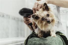 Wombat ada poket di bahagian. Home Bagaimana Untuk Membuat Rumah Yang Bahagia Untuk Haiwan Kesayangan Anda Page 4