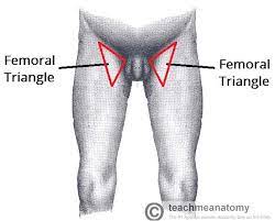 It is used by medical practitioners to determine the size, shape, firmness, or location. The Femoral Triangle Borders Contents Teachmeanatomy