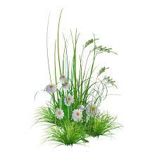 Png Garden Flowers Flower Garden Flowers Transparent Flowers