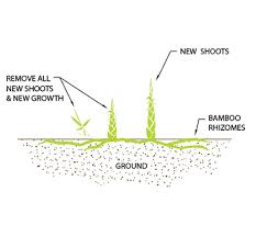 Including areas behind a privacy fence inside my yard. Bamboo Botanicals Bamboo Removal And Eradication