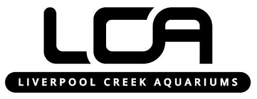 Image result for Syngonanthus robinsonii