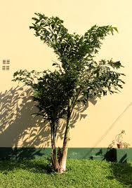 Image result for Caryota urens