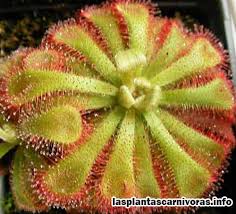 Check spelling or type a new query. O Drosera Spatulata Caracteristicas Reproduccion Cuidados O